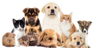 החנות המובילה לחיות בחדרה