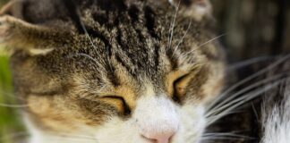 ליטר רובוט: הפתרון האולטימטיבי לחתולים