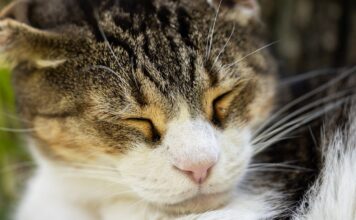 ליטר רובוט: הפתרון האולטימטיבי לחתולים